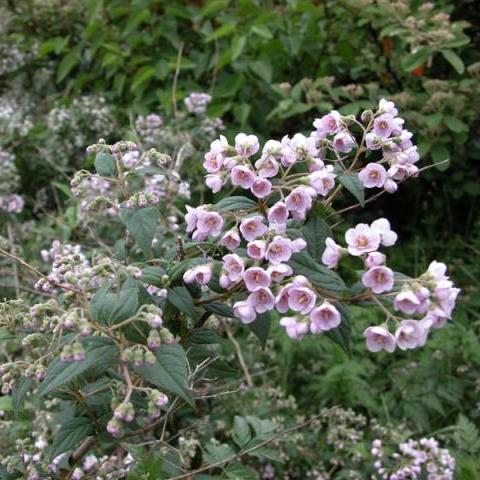 Превью изображения