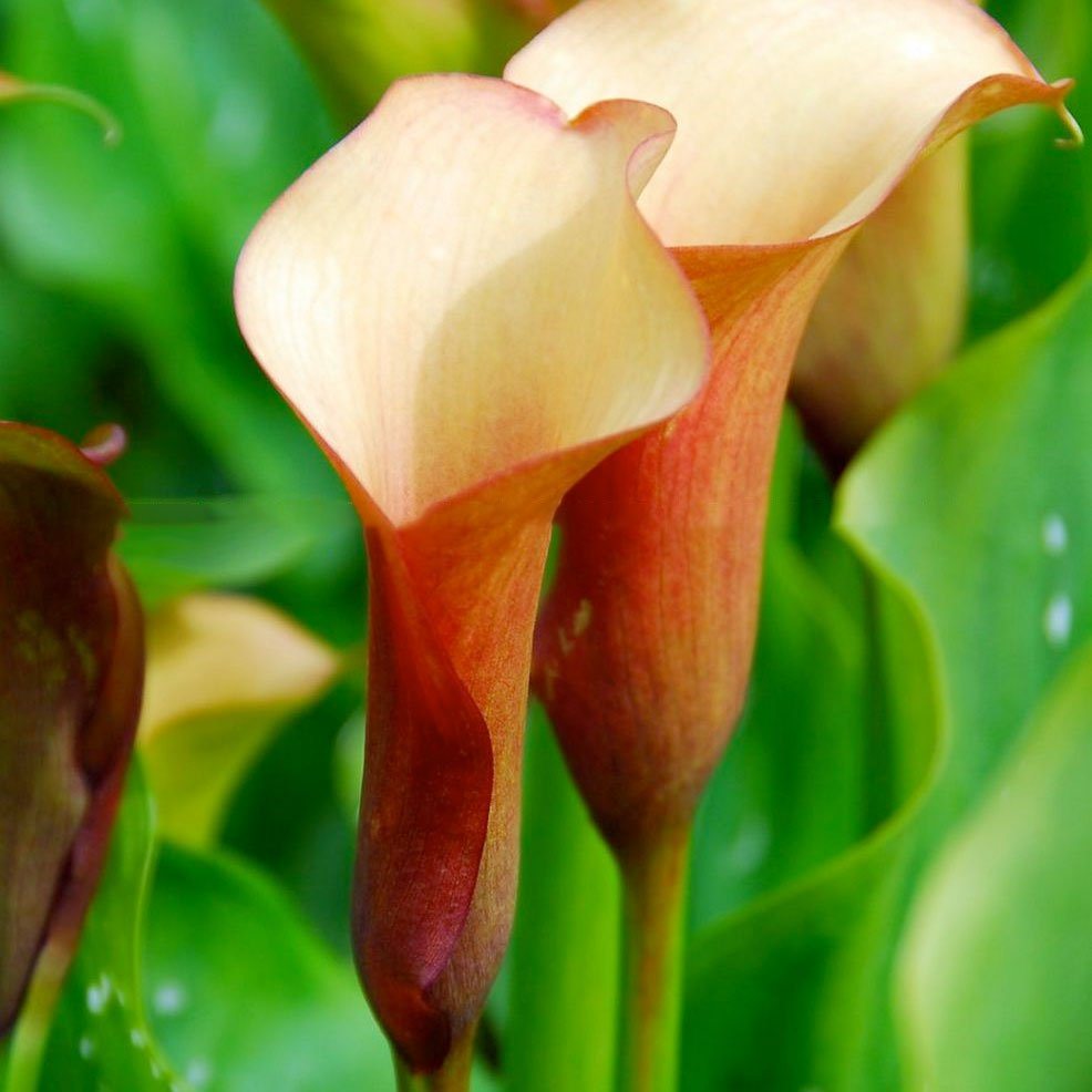 Превью изображения