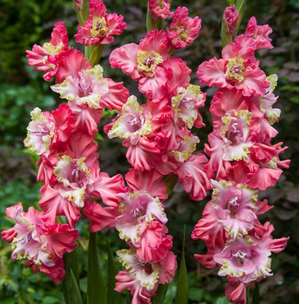 Превью изображения