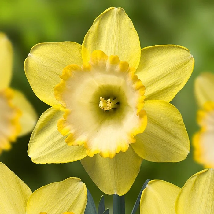 Превью изображения