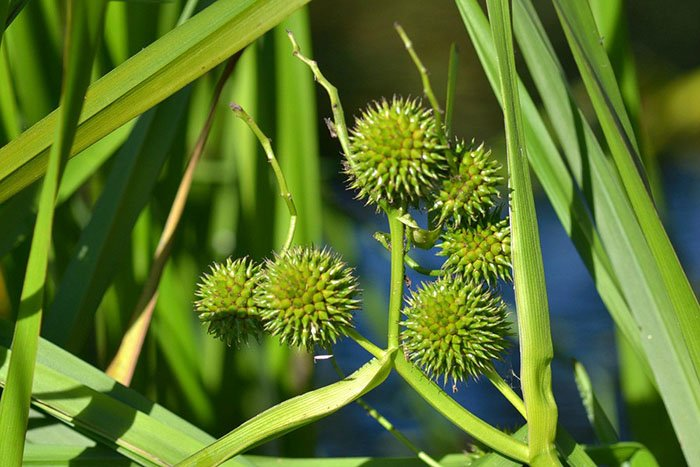 Превью изображения