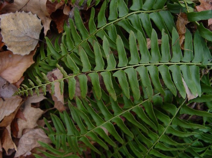 Превью изображения