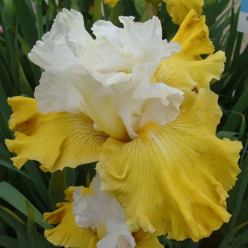 Превью изображения