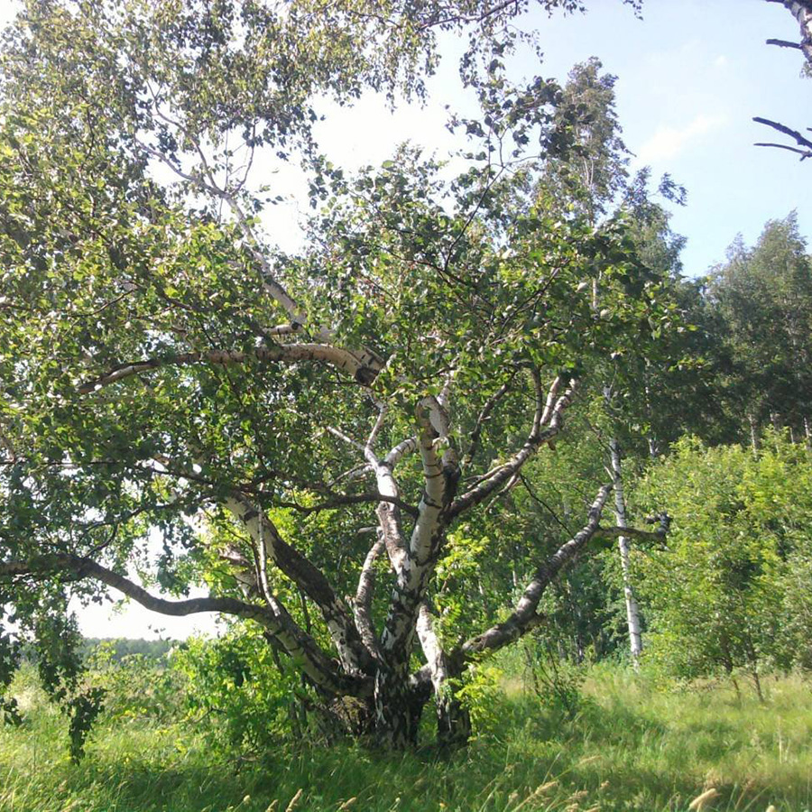 Превью изображения