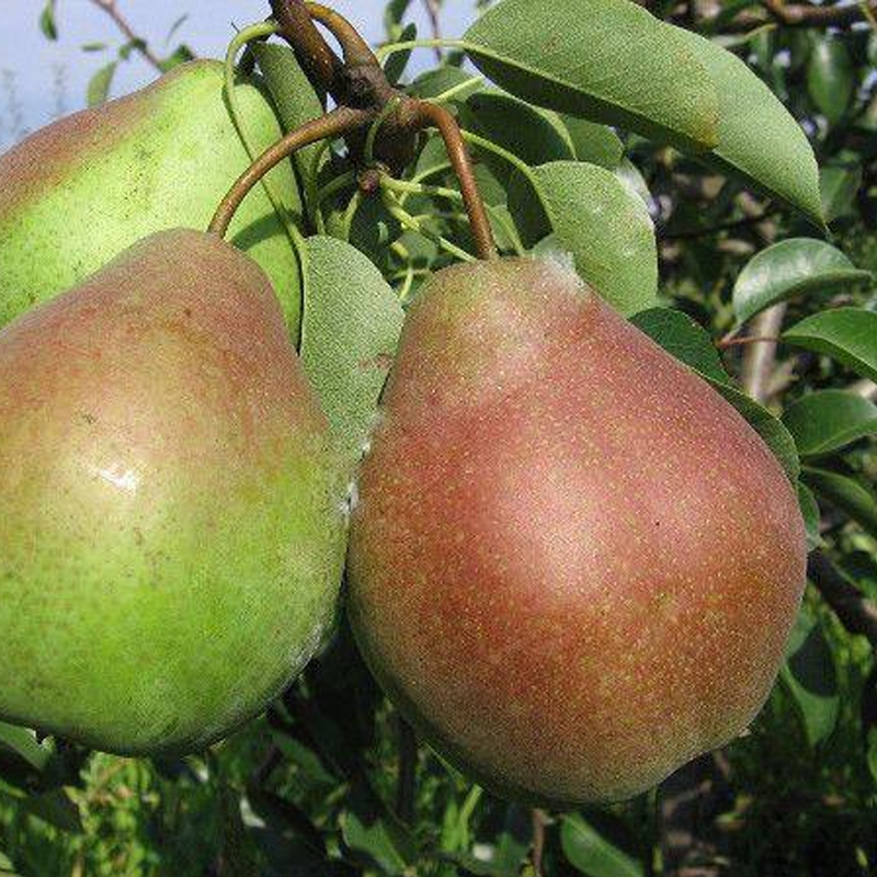 Превью изображения