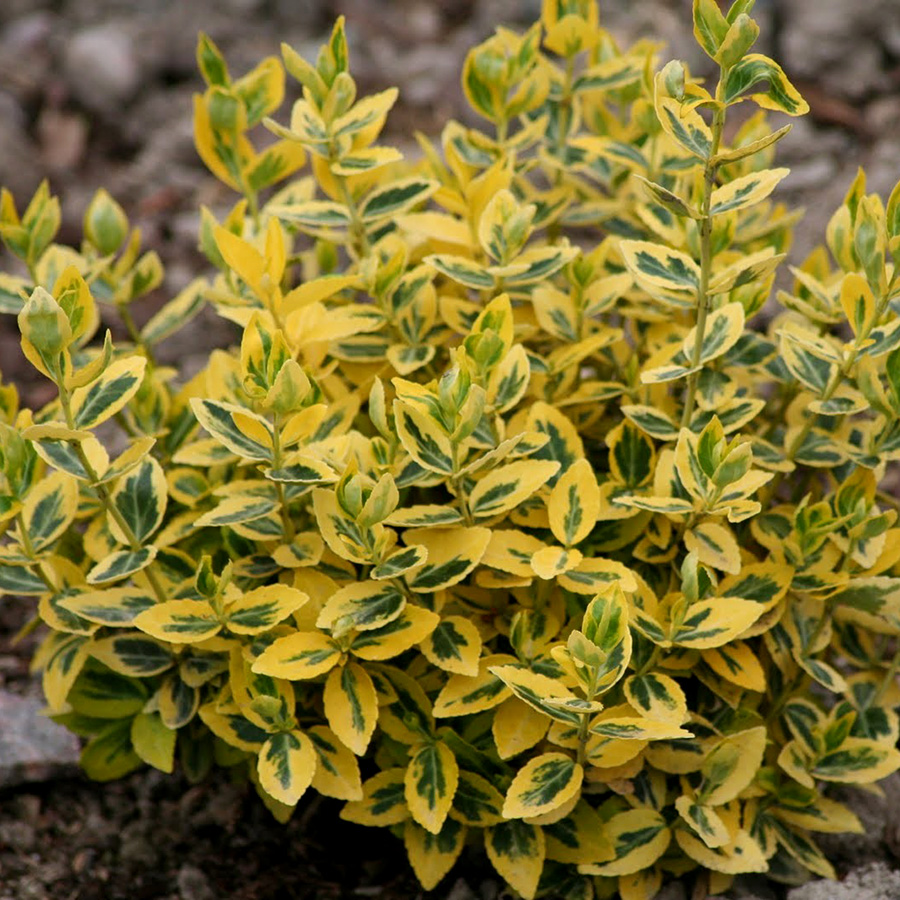 Превью изображения