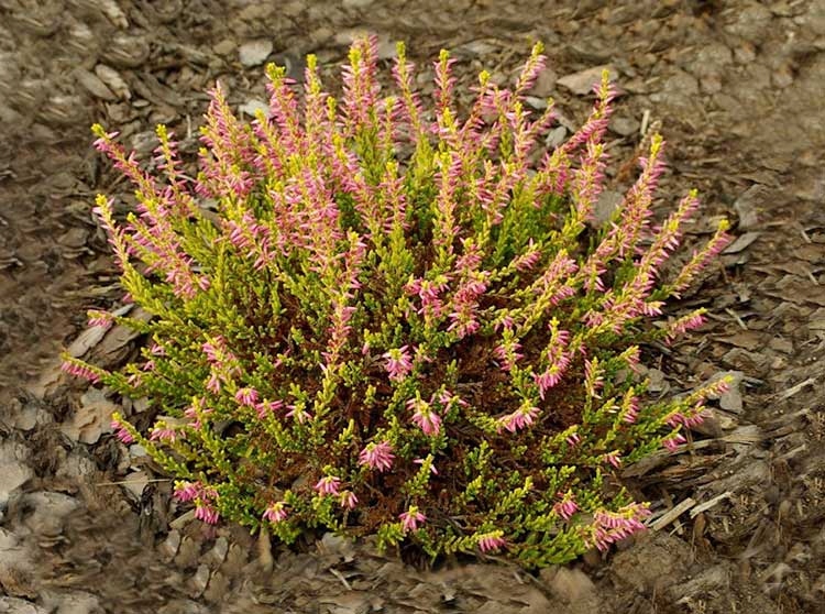 Превью изображения