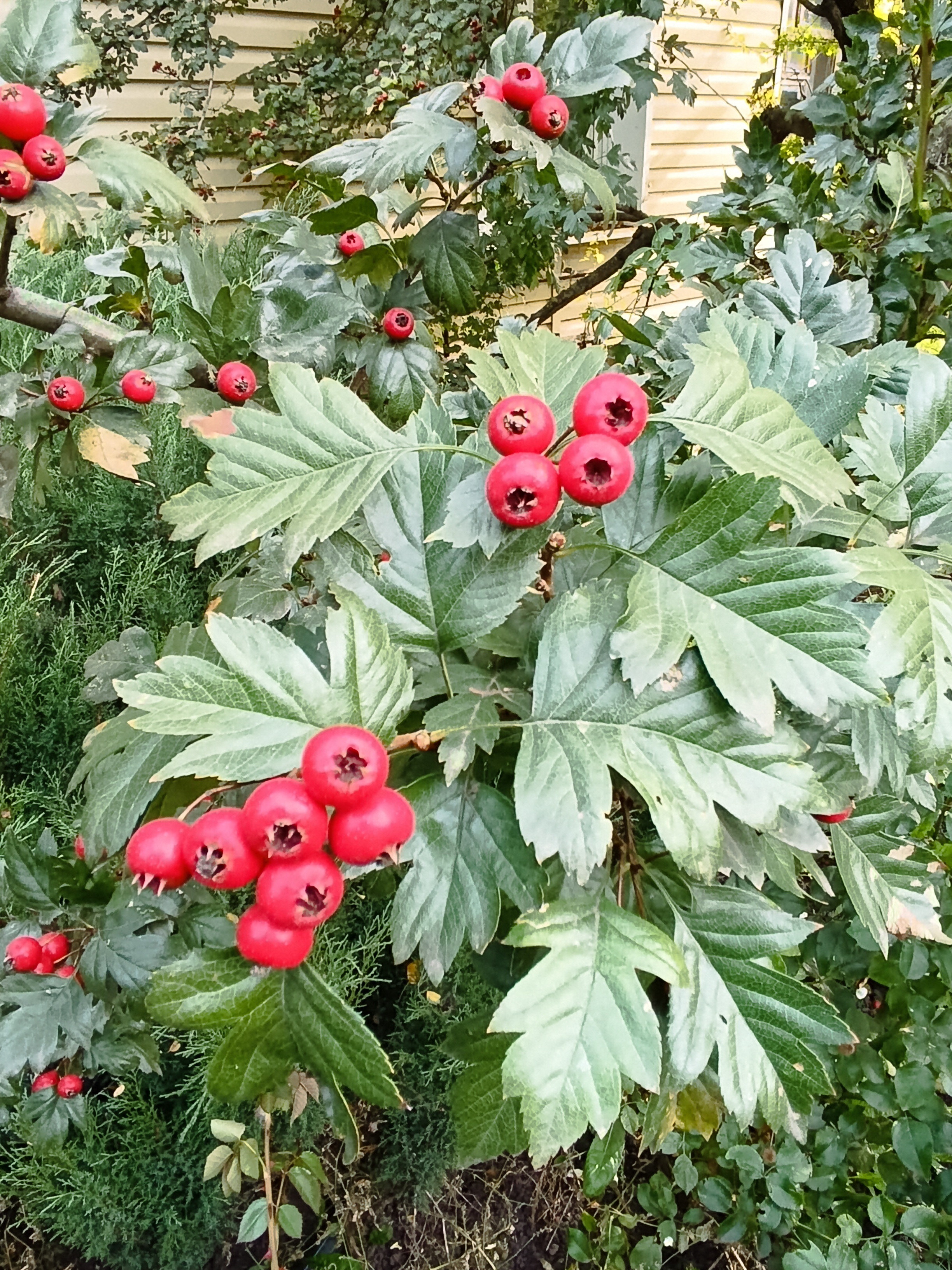 Превью изображения