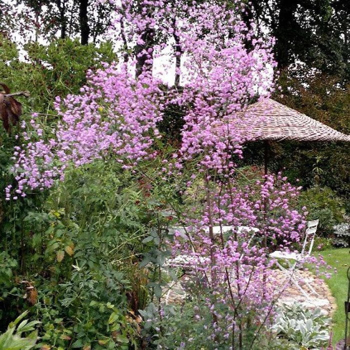 Превью изображения