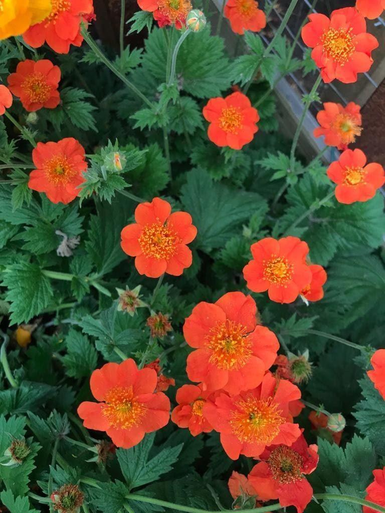 Превью изображения