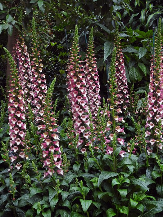 Превью изображения