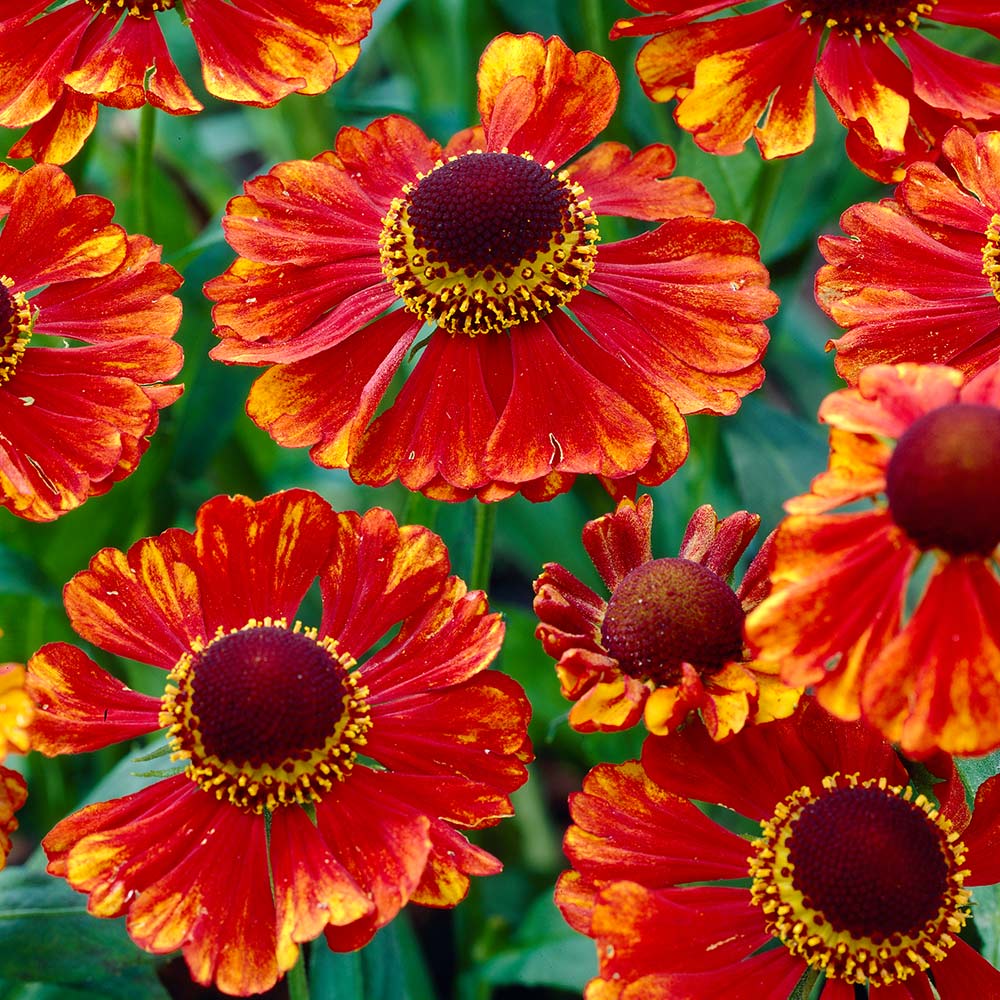 Превью изображения