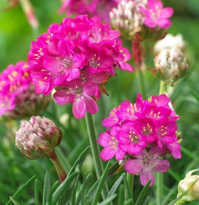 Превью изображения