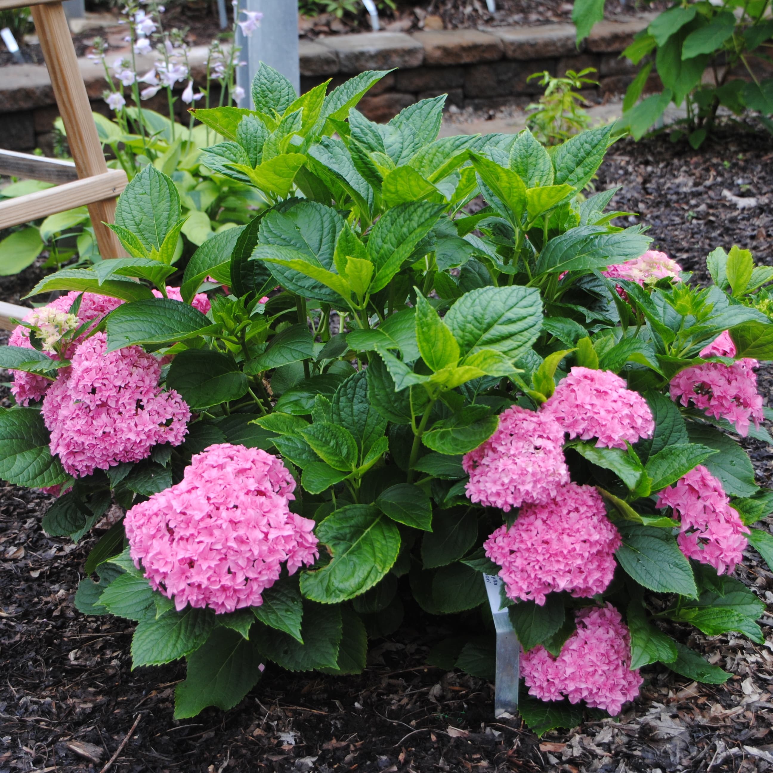 Превью изображения