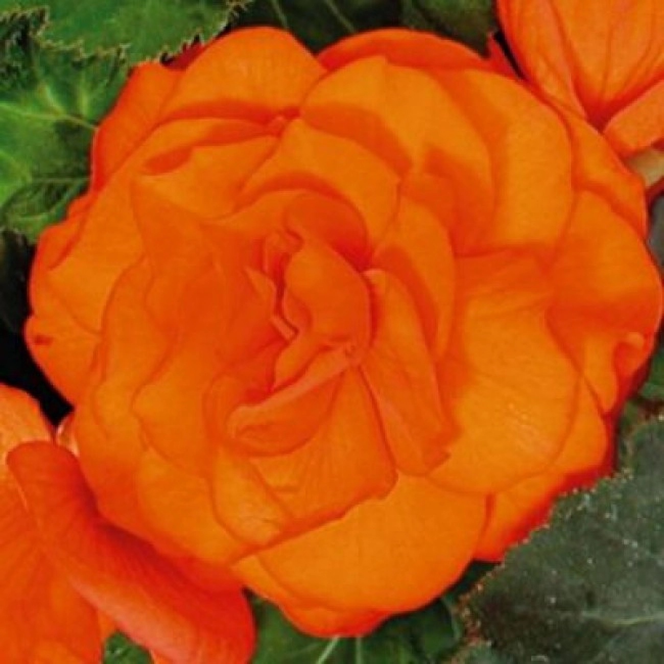 Превью изображения