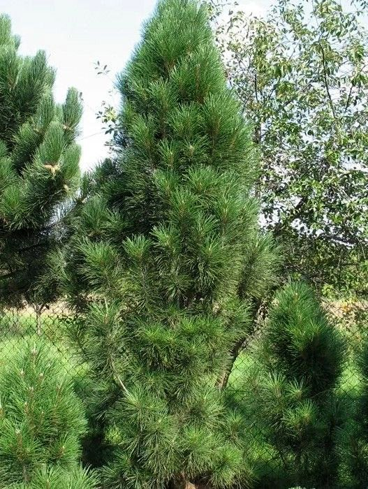 Превью изображения