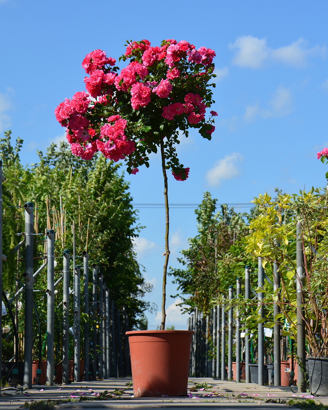 Превью изображения