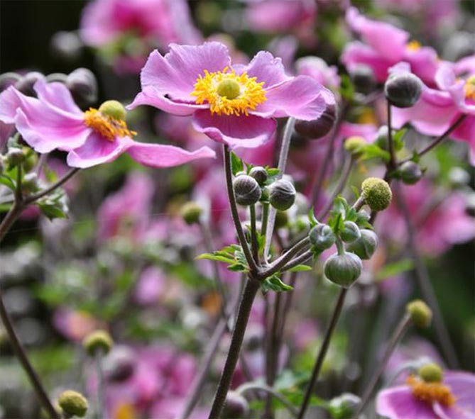 Превью изображения