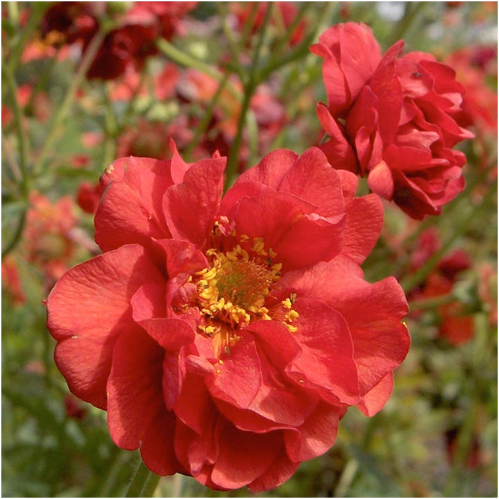 Превью изображения