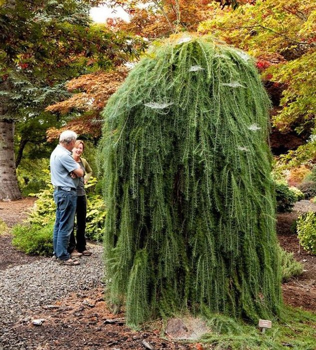 Превью изображения