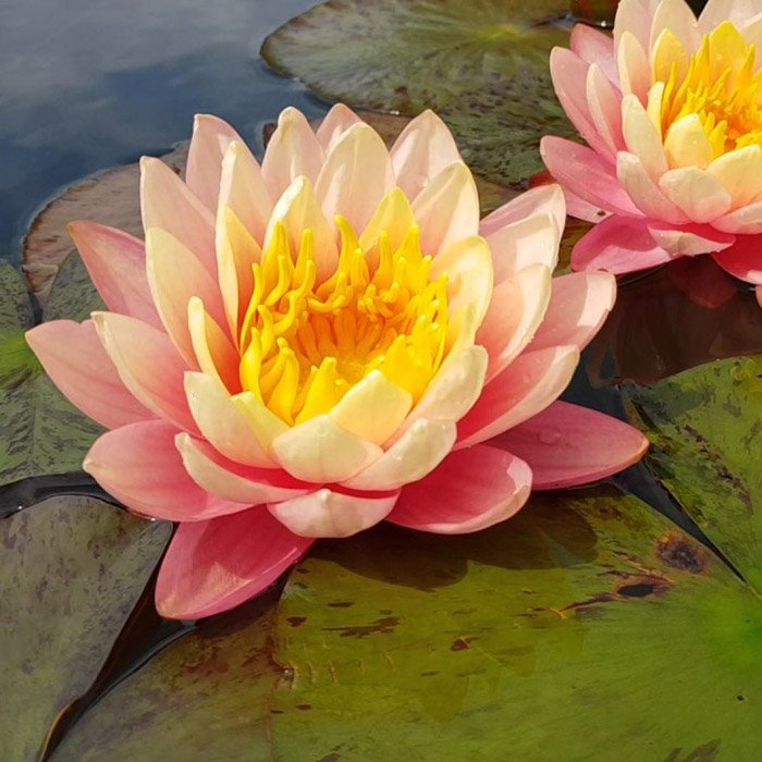 Превью изображения