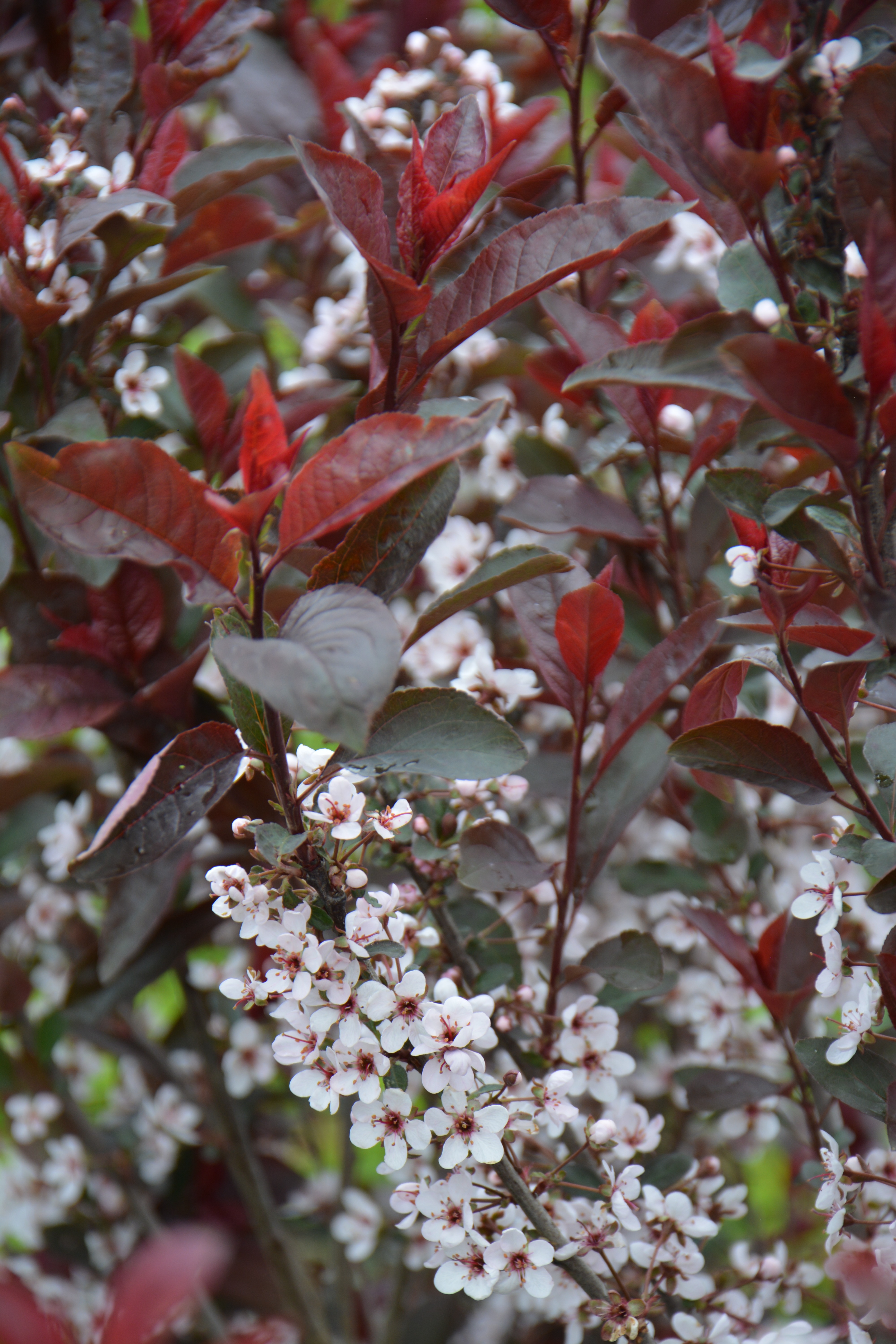 Превью изображения