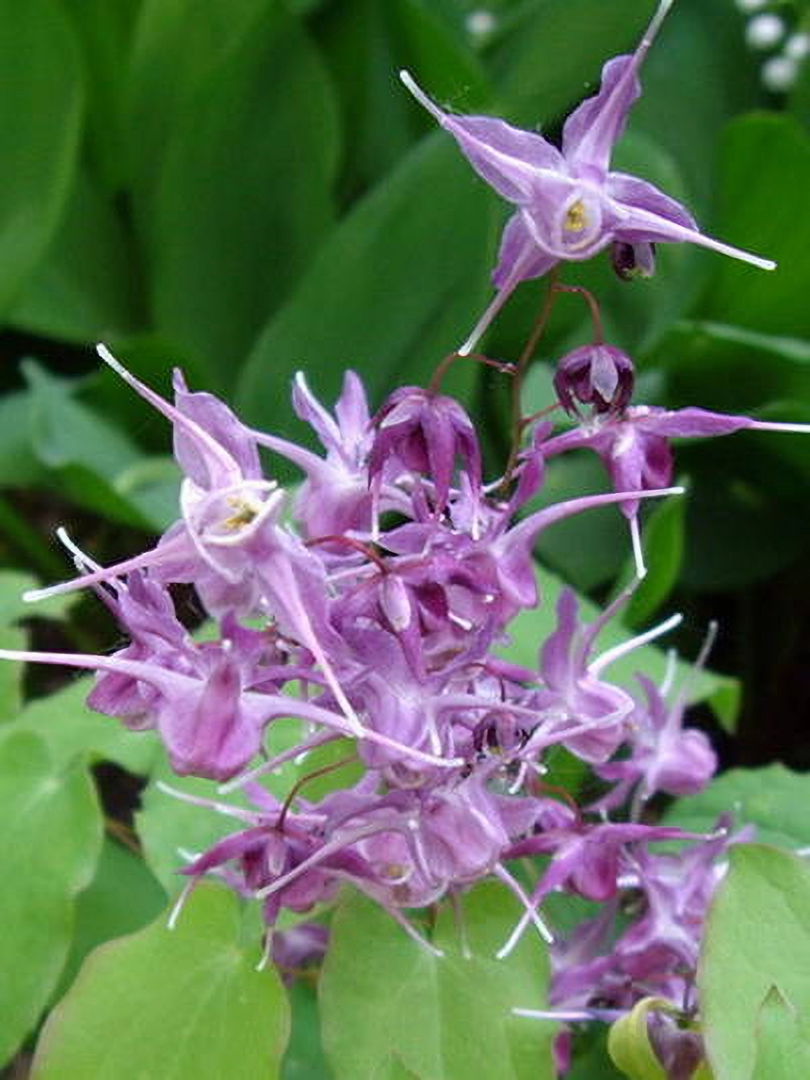 Превью изображения