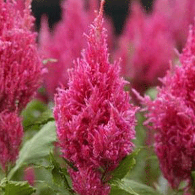 Превью изображения