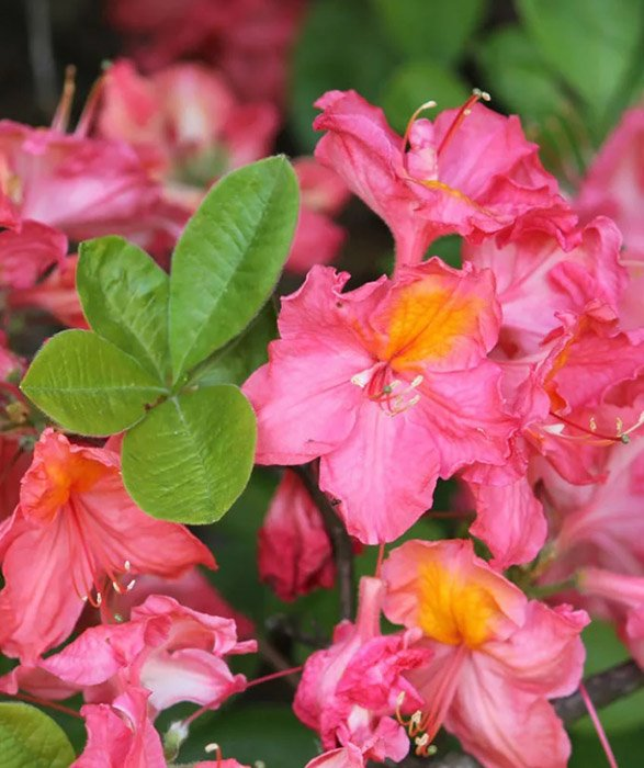 Превью изображения