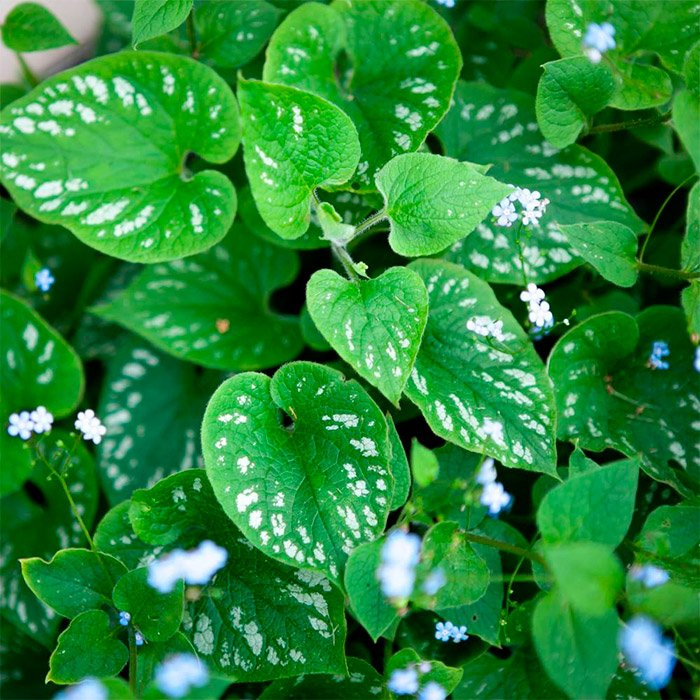 Превью изображения