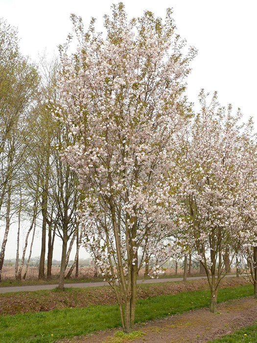 Превью изображения