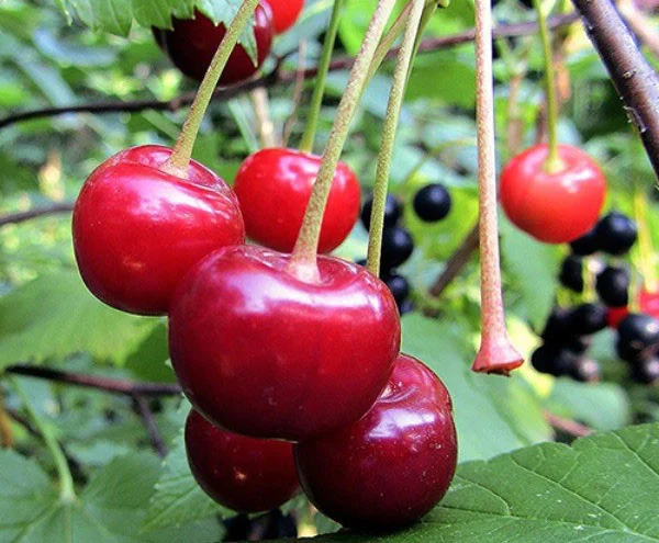 Превью изображения