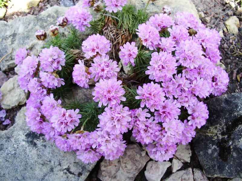 Превью изображения