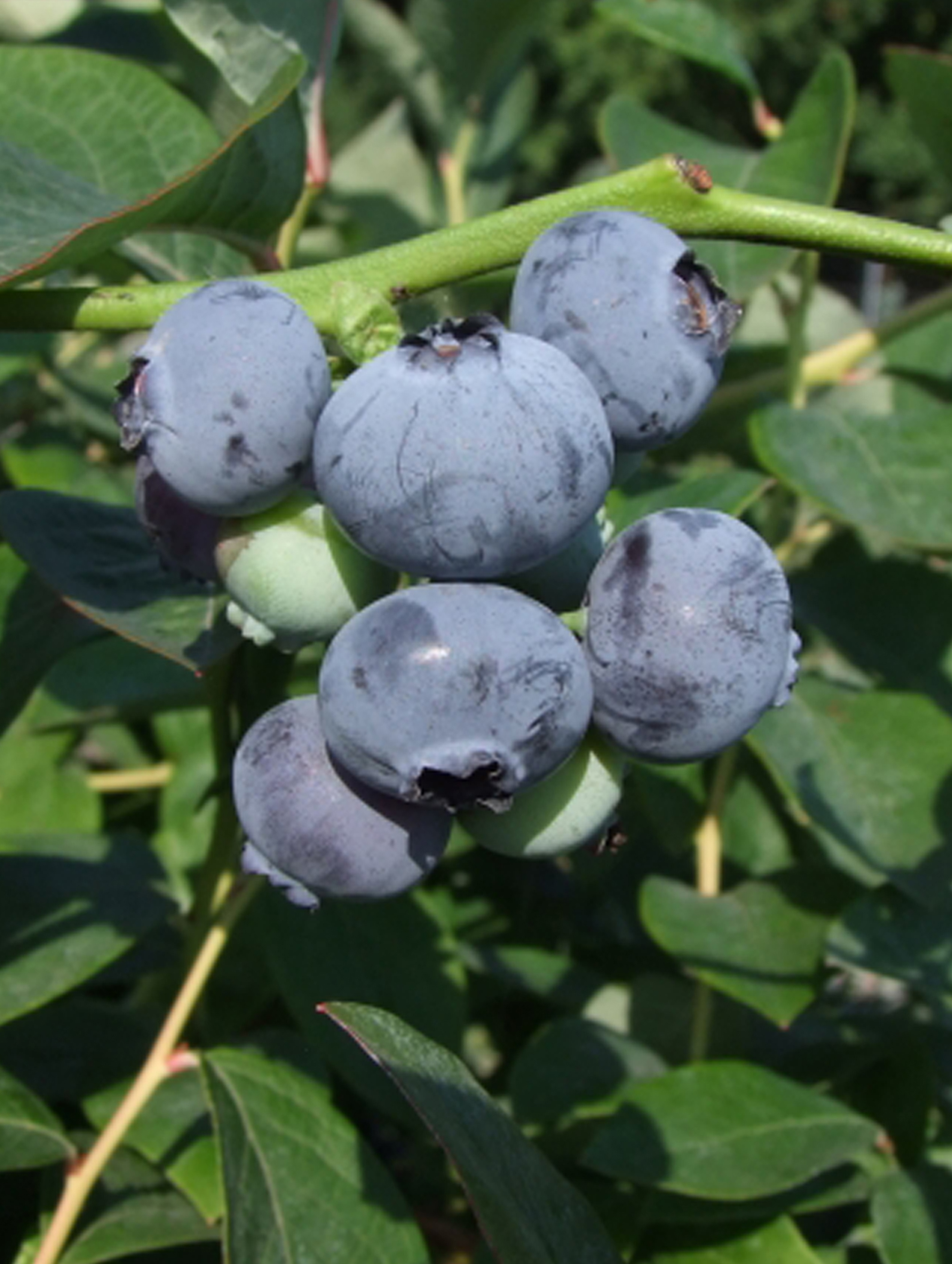 Превью изображения