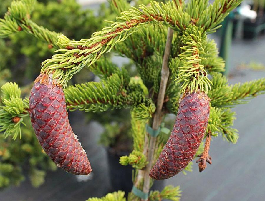 Превью изображения