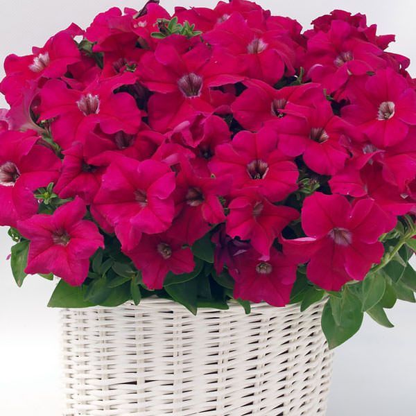 Превью изображения