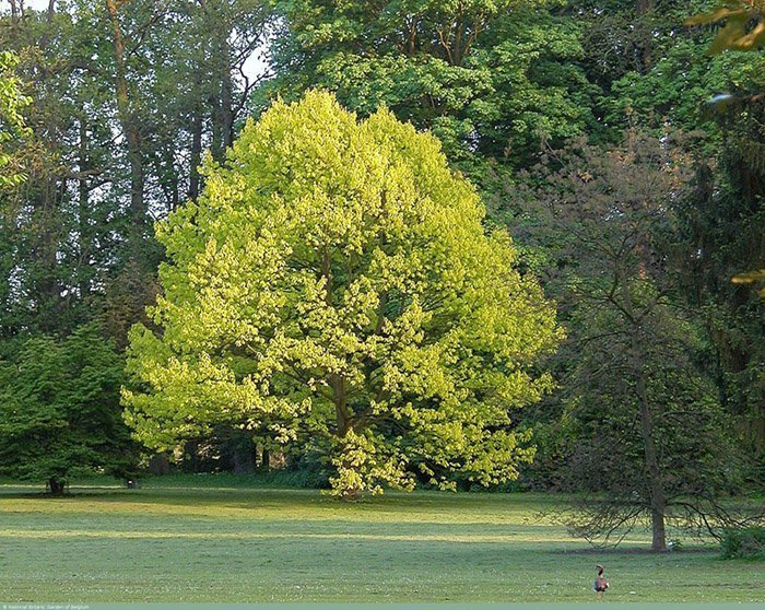 Превью изображения