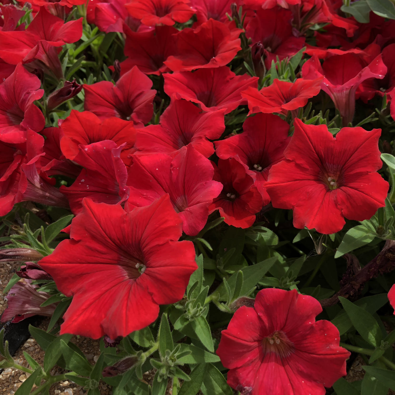 Превью изображения