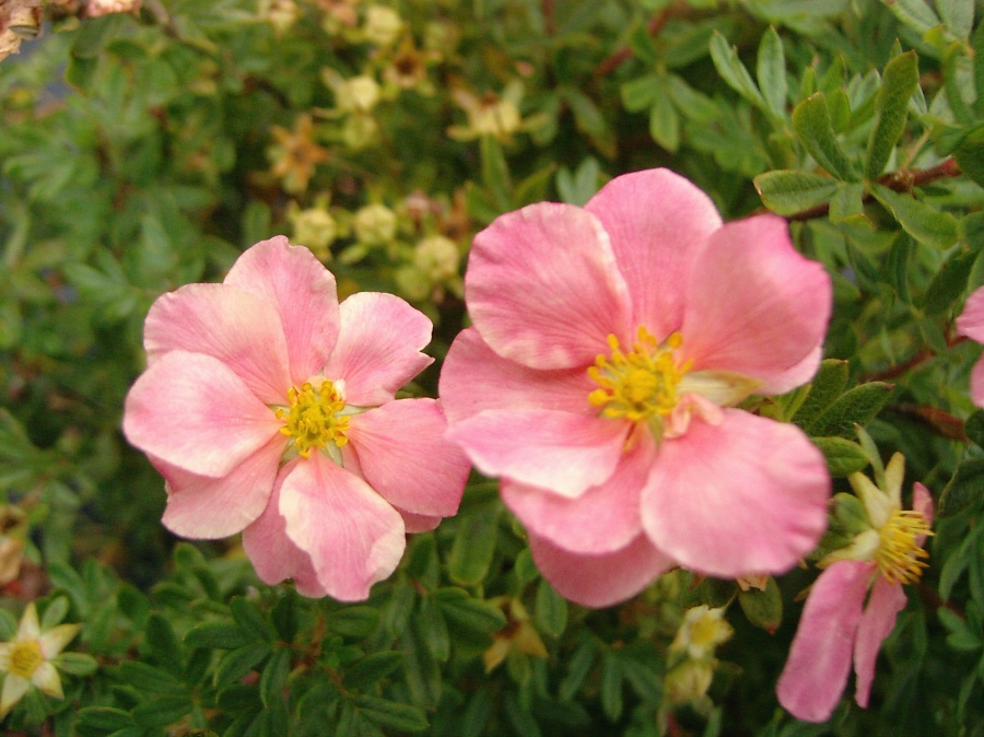 Превью изображения