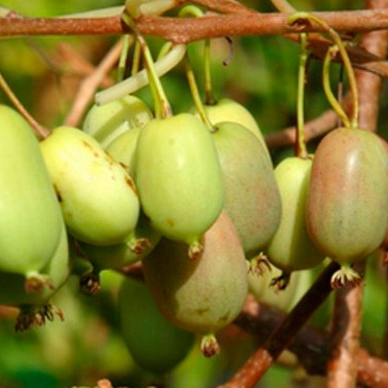 Превью изображения