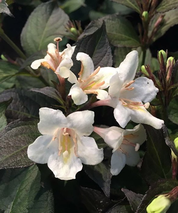 Превью изображения