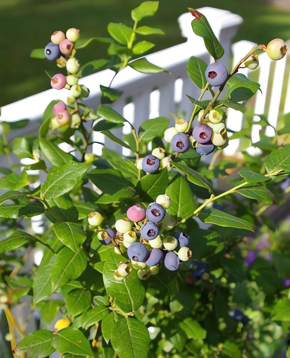 Превью изображения