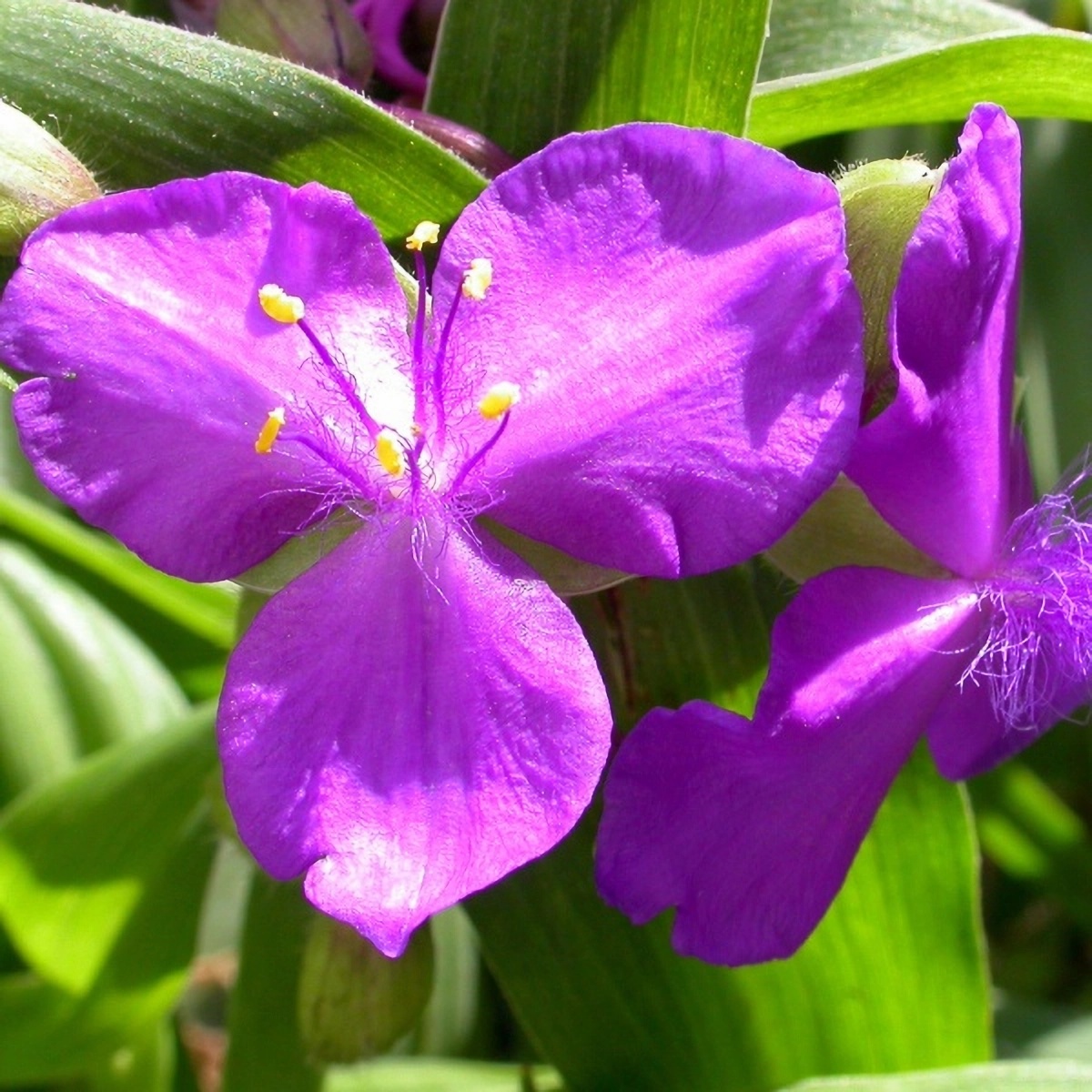 Превью изображения