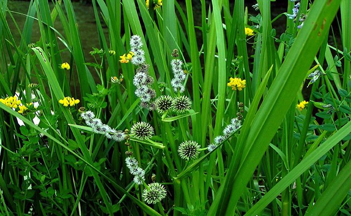 Превью изображения