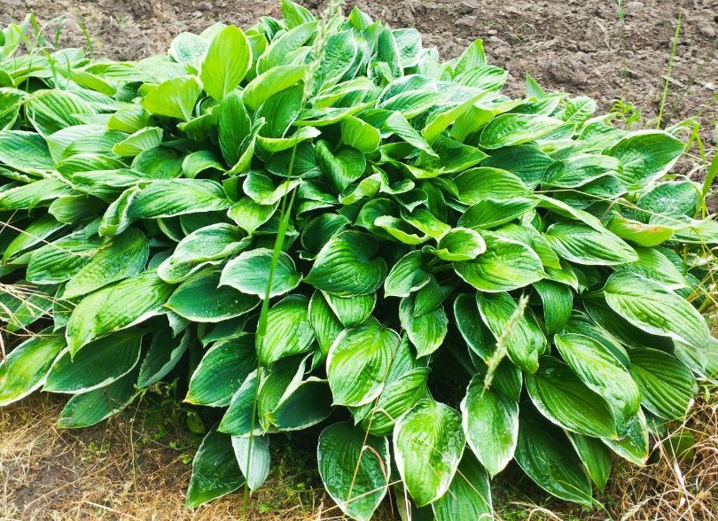 Превью изображения