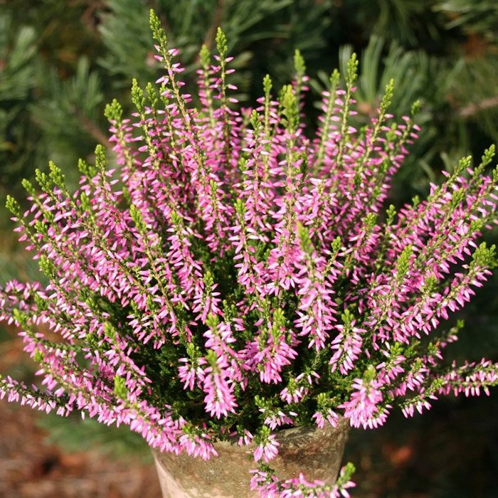 Превью изображения