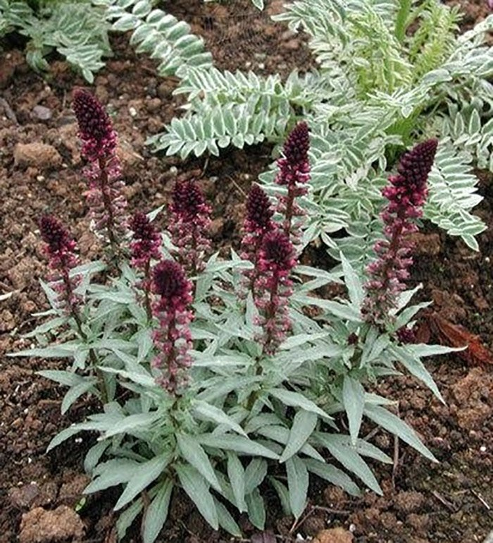 Превью изображения