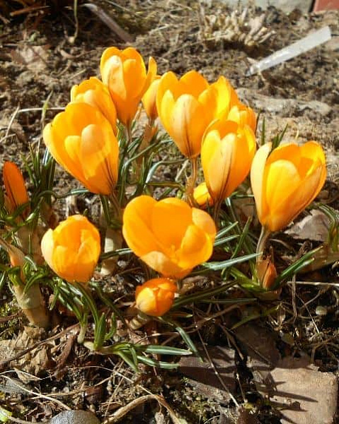 Превью изображения