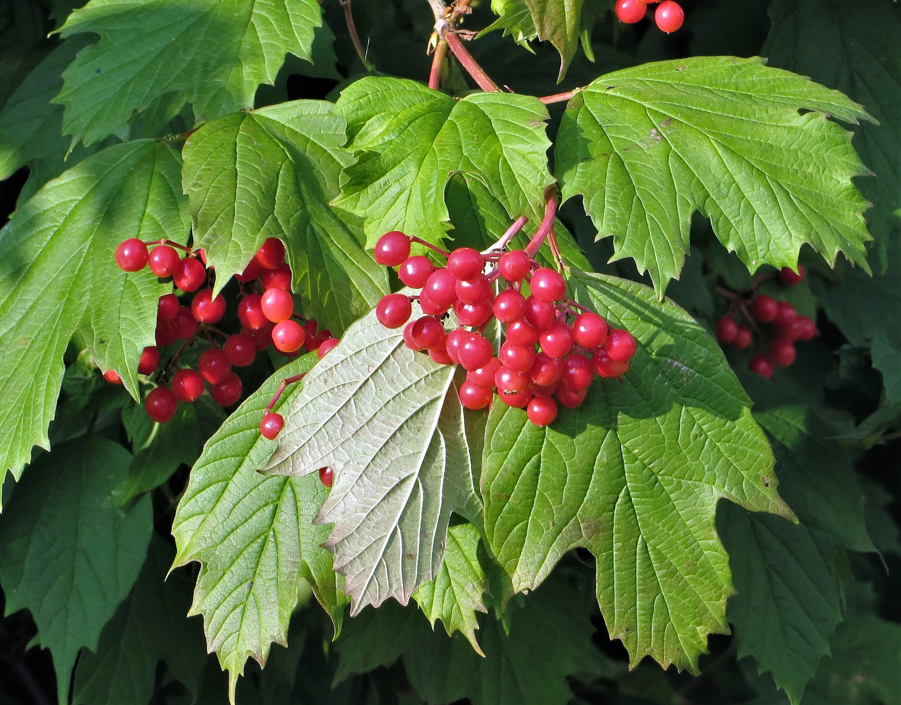 Превью изображения