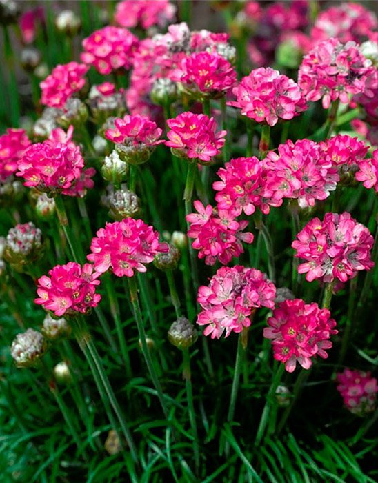 Превью изображения